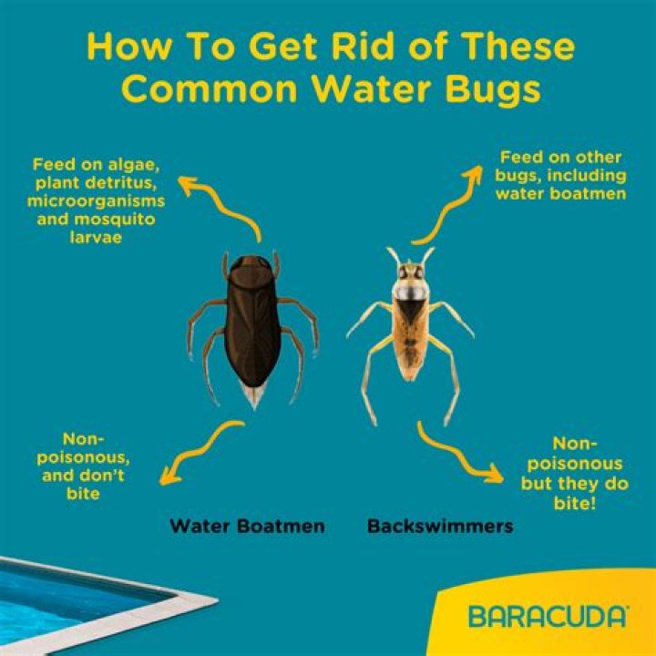 What home remedy kills waterbugs?