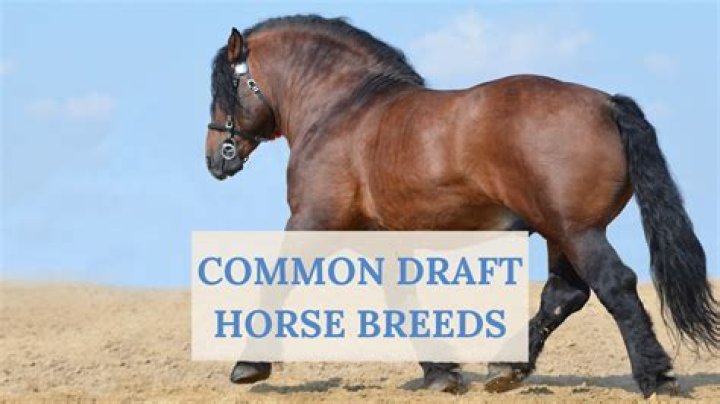 What horse breeds have feathering?