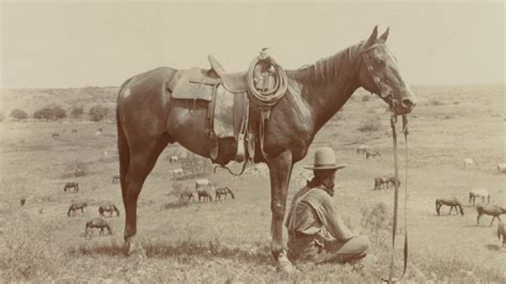 What horse did cowboys ride?