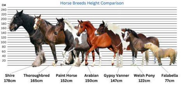 What horse is the easiest to ride?
