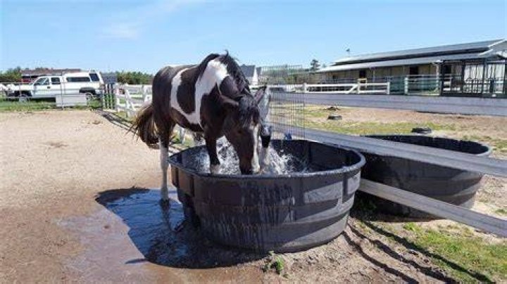 What horses do well in the cold?