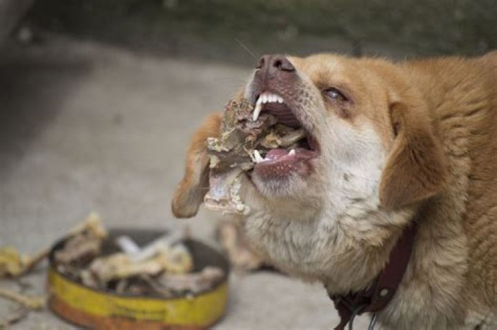 What if a dog eats a dead possum?
