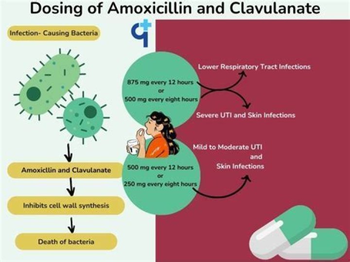 What infections does AMOX CLAV treat?