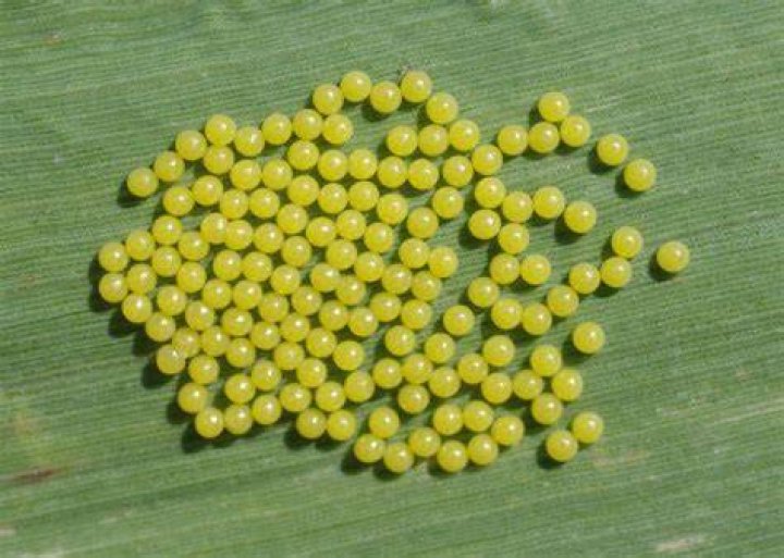 What insect lays tiny yellow eggs?