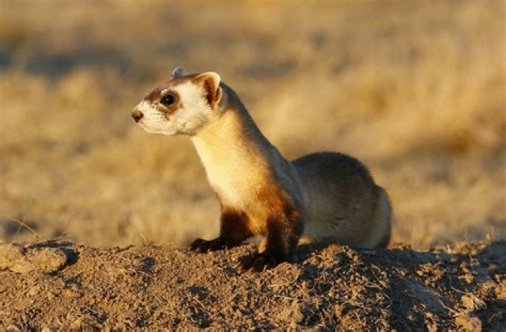 What is a black tailed ferret in golf?