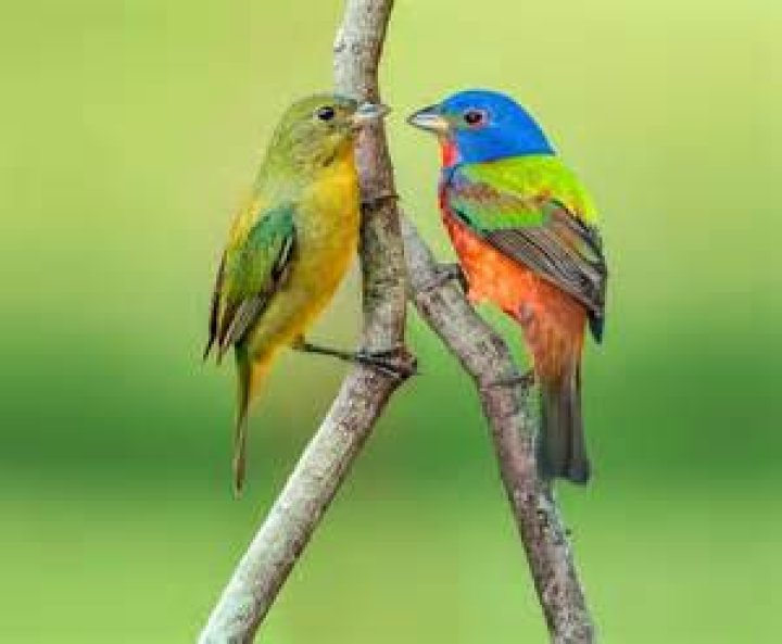 What is a bunting bird look like?