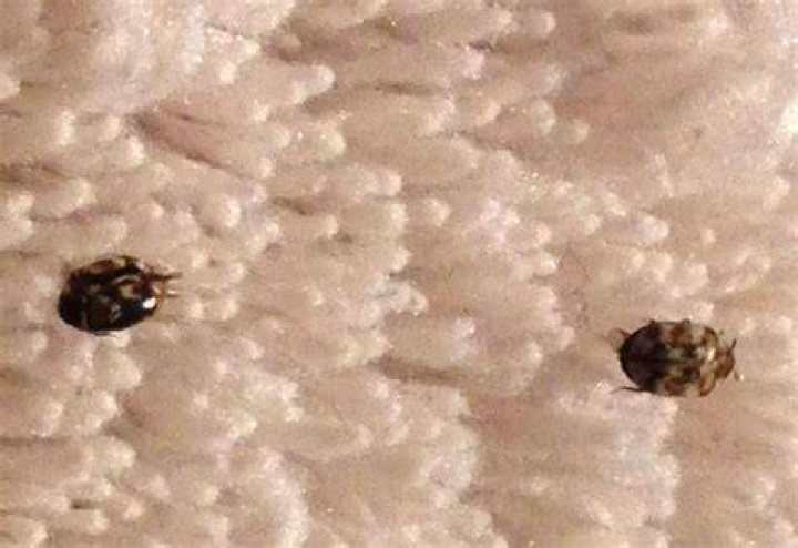What is a carpet beetle look like?