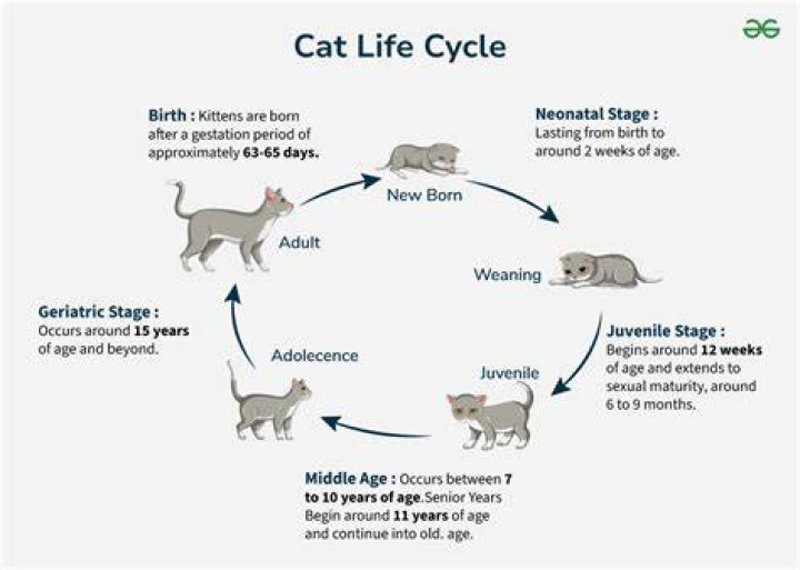 What is a cat 4 in cycling?