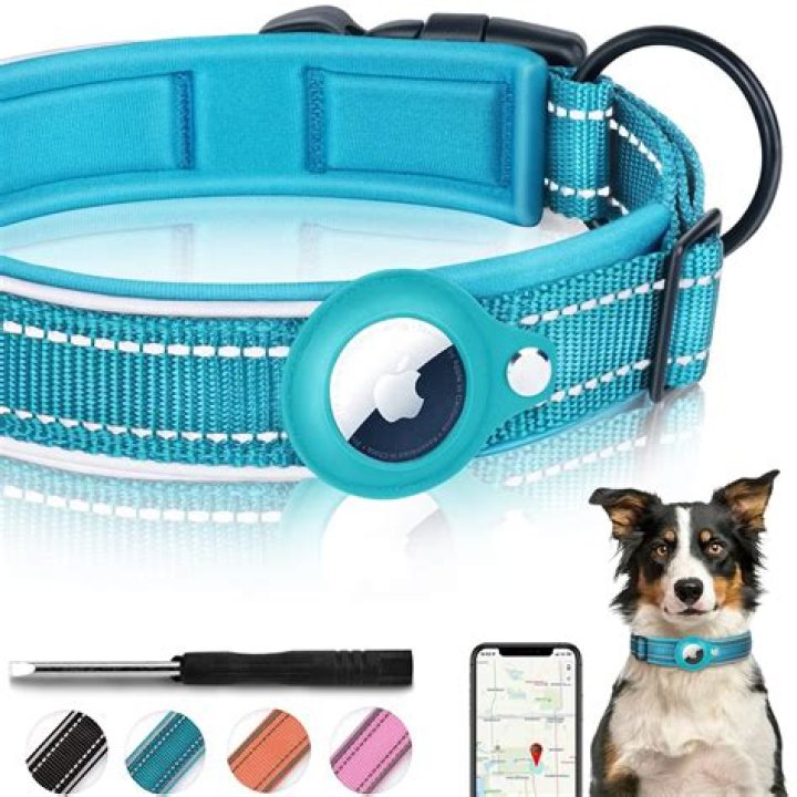 What is a dog collar match?