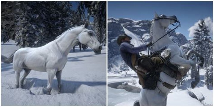 What is a front Arabian?