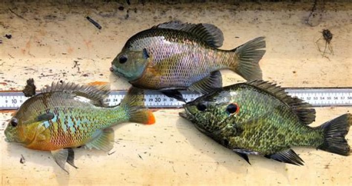 What is a Georgia giant fish?