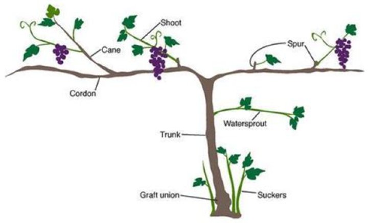 What is a grapevine step?