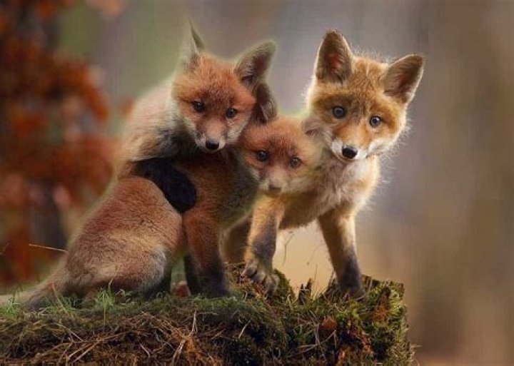 What is a group of foxes called?