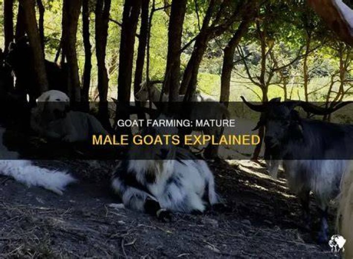 What is a mature male goat called?