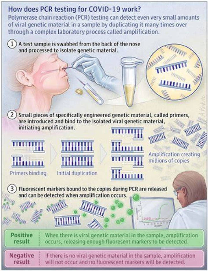 What is a PCR test?
