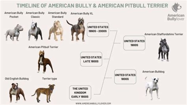 What is a piebald pitbull?