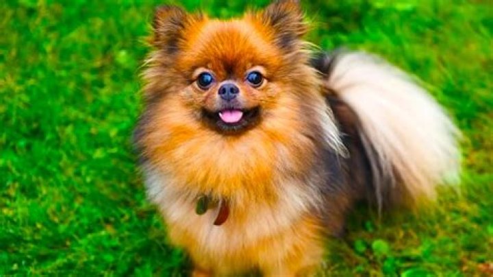 What is a Pomshi?