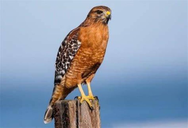 What is a Tiger Hawk?