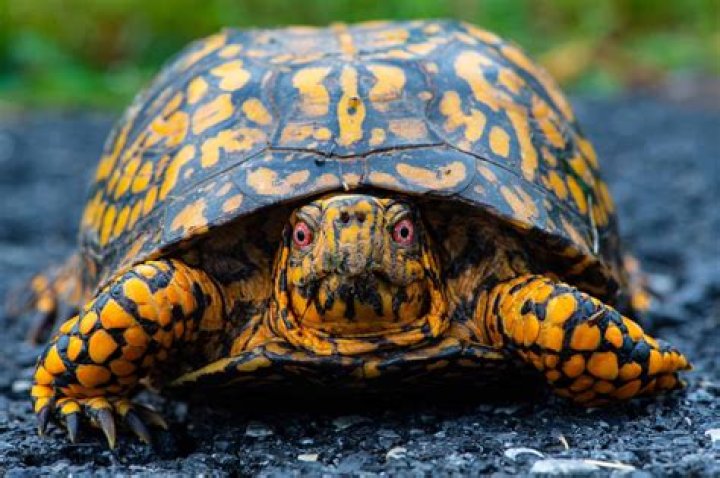 What is a turtle's enemy?