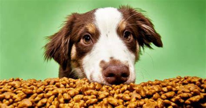 What is best dog food?