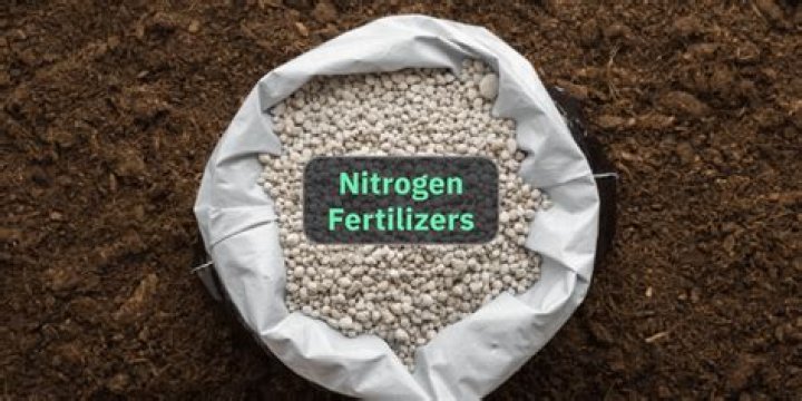 What is best nitrogen fertilizer?
