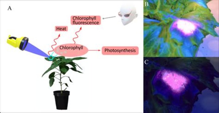 What is chlorophyll fluorescence analysis?