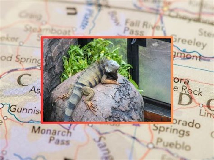 What is Colorado's reptile?