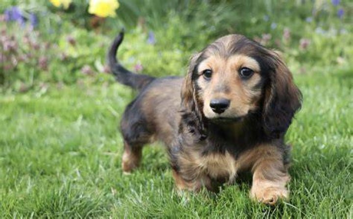 What is considered old for a Dachshund?