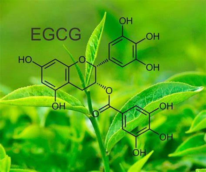 What is EGCG used for?