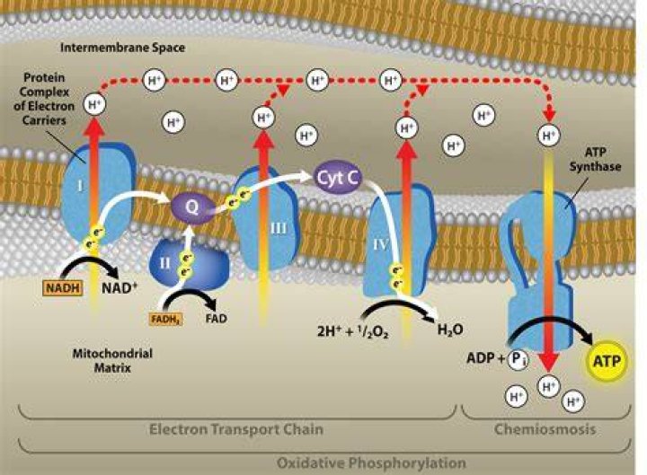 What is electron transport in photosynthesis?