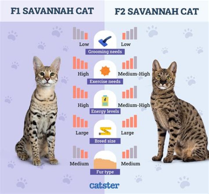 What is F3 Savannah cat?