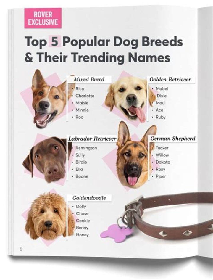 What is Jin's dog name?