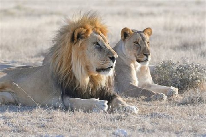 What is Lion and Fox theory?