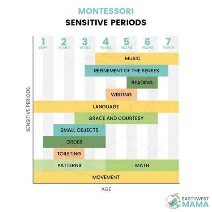 What is meant by sensitive periods?