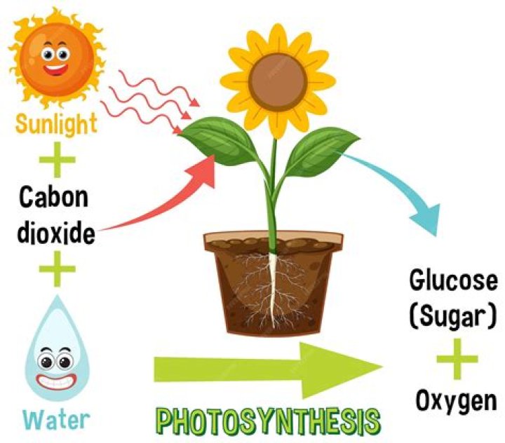 What is PAM photosynthesis?