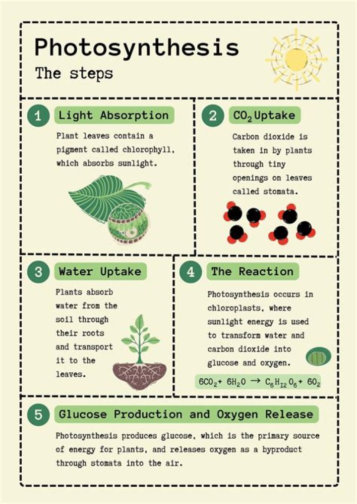 What is photosynthesis for 8th class?