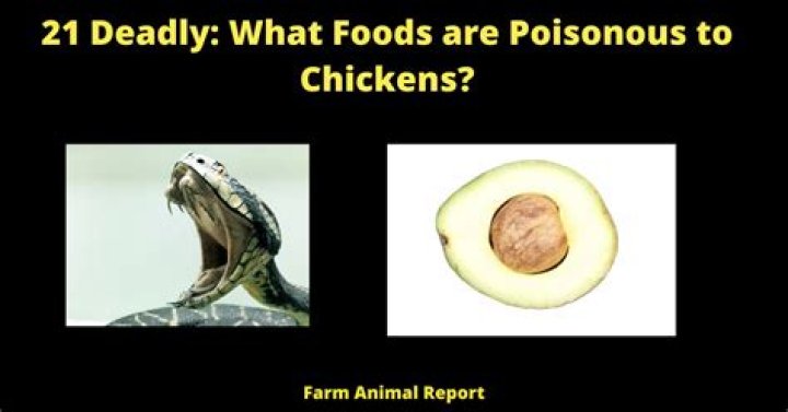 What is poisonous to chickens?
