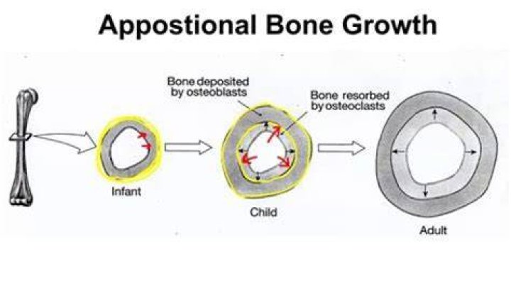 What is responsible for Appositional growth?