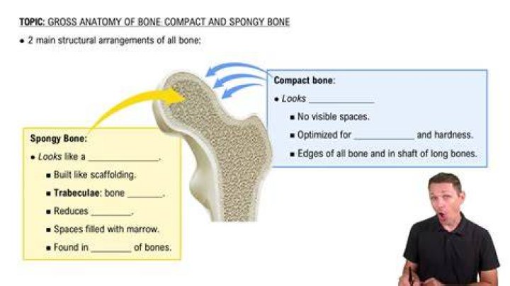 What is stirrup bone?