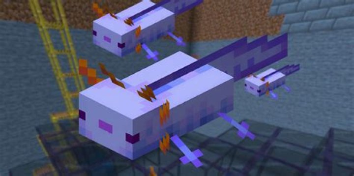 What is the 2 rarest axolotl in Minecraft?
