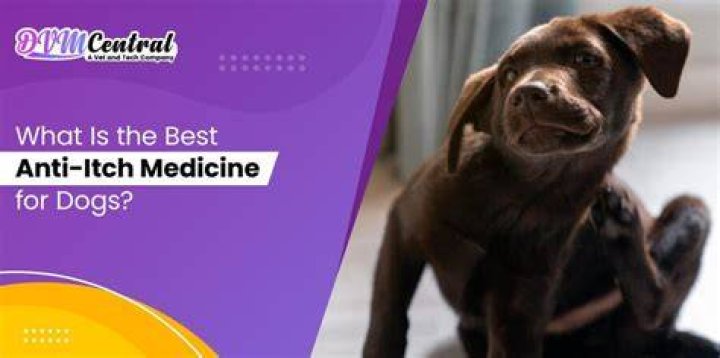 What is the best anti itch medicine for dogs?
