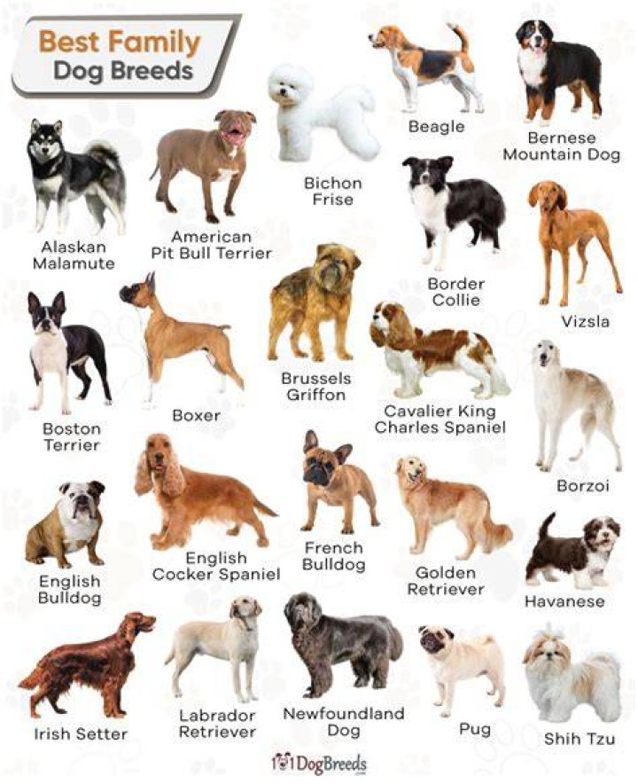 What is the best dog for a single female?
