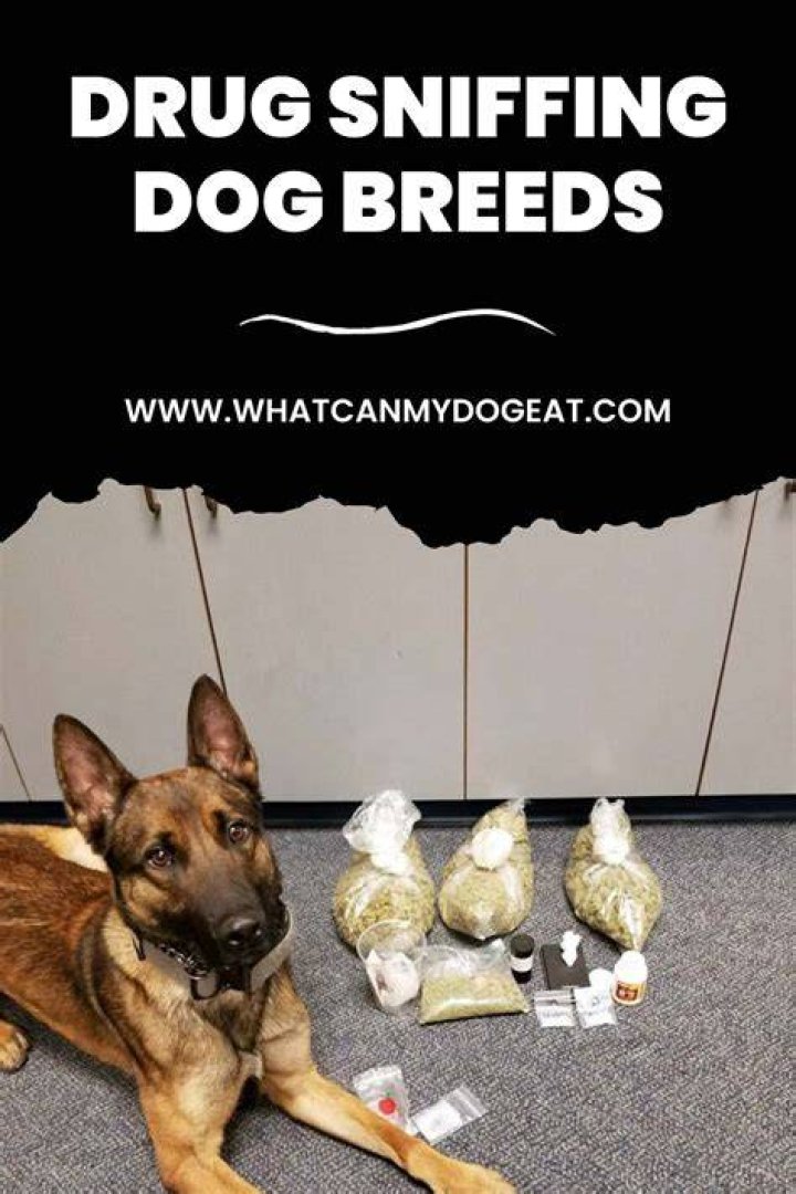 What is the best drug sniffing dog?