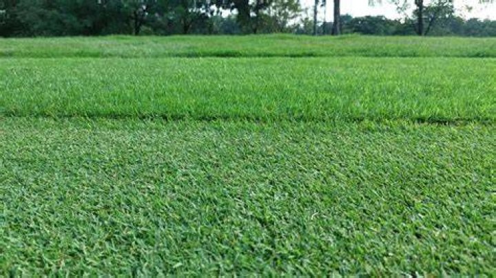 What is the best grass seed for clay soil?