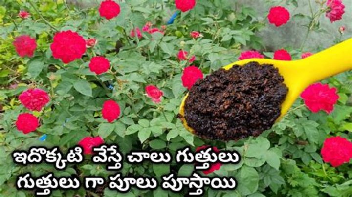 What is the best homemade fertilizer?