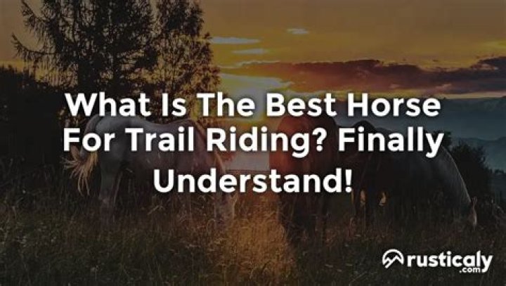 What is the best horse for trail riding?