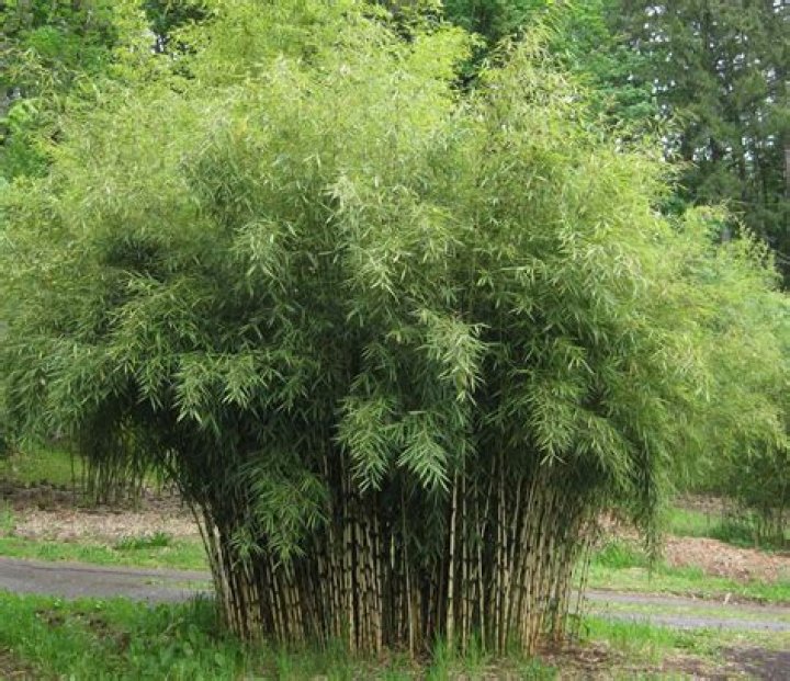 What is the best non invasive bamboo?