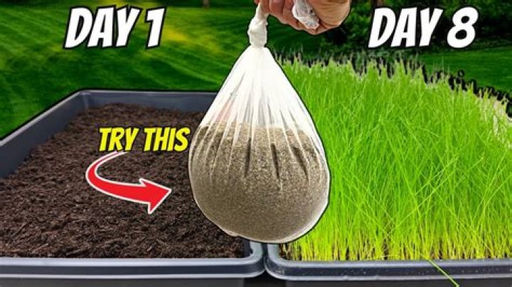 What is the best thing to put over grass seed?