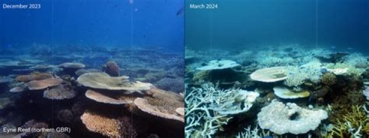 What is the cause of the Great Barrier Reef dying?