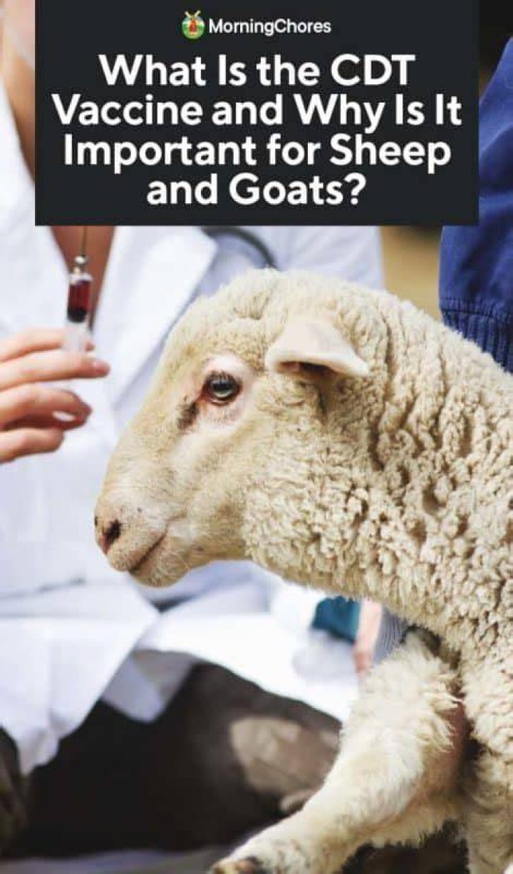 What is the CDT shot for goats?
